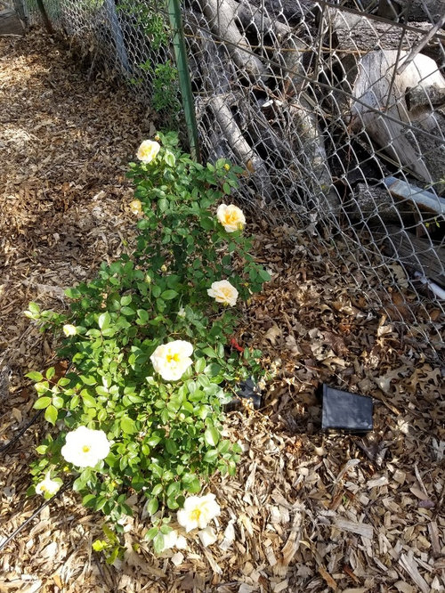 My roses finally woke up