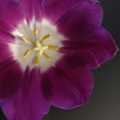 Lori Jobe's photo