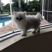 Lorrie Berkowitzs billede