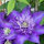 Debra McLaughlin