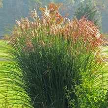 Ornamental grasses