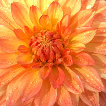 Dahlias