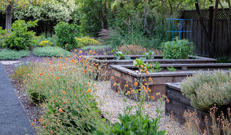 Essential Watering Tips for Your Edible Garden