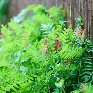 Colorful front yard, dog friendly backyard.