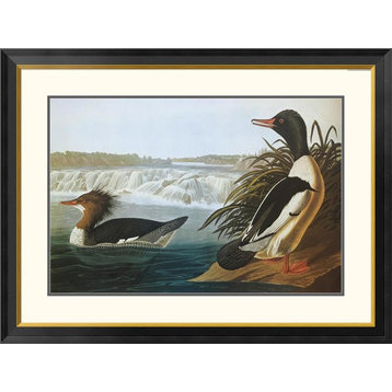 "Goosander" Framed Digital Print by John James Audubon, 40x30"