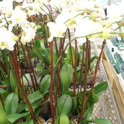 orchids - Products