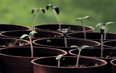 Planting Time: Get Your Garden Started With Seeds
