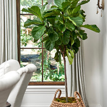 Plants
