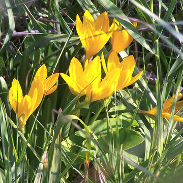 Sternbergia lutea