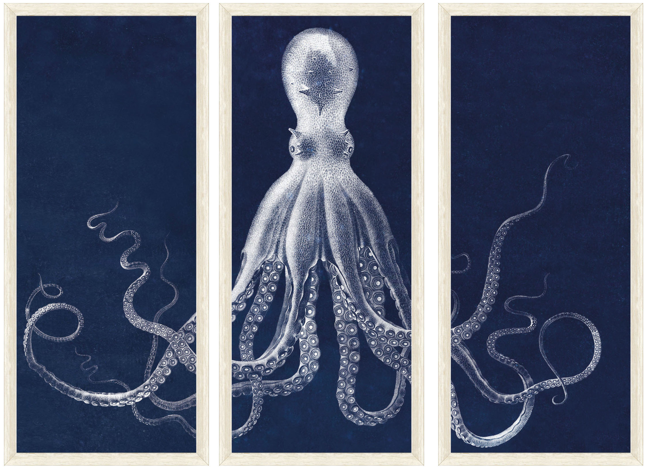 Lord Bodner's Octopus Study Triptych Print