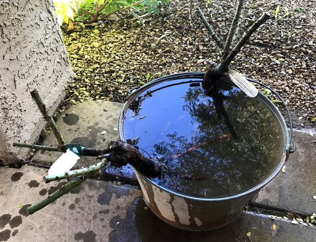 Сад by Noelle Johnson Landscape Consulting