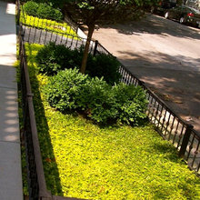 Rooftop And Parkway Garden Design