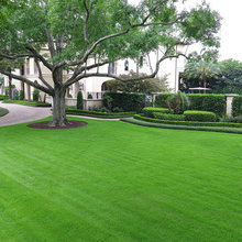 Frontyard