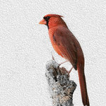 Alix Collins - "American Cardinal" 5x7 Photography by Alix Collins - I have been a I have been a photographer for over 15 years, providing professional portrait and event photography to my clients. I also create photographic artwork, and provide stock images for several popular stock photography companies. My artwork has been featured in many online photography groups, and won several art competitions.