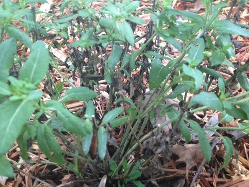 How Do You Revive A Dying Sage Plant