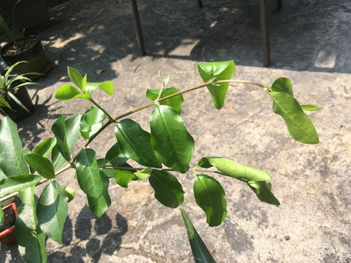 Barbados Cherry Tree Is Wilting