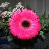 بسمة محمود's photo