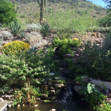 Buxton Residence Backyard Ecosystem Pond & Stream in Glendale, AZ