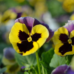 Current Featured Plants - Products