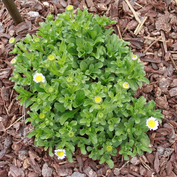 West Los Angeles Lawn Removal Makeover