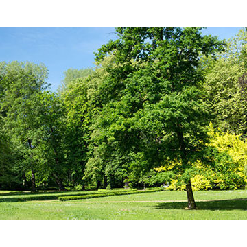 Oaklands Trees & Landscapes