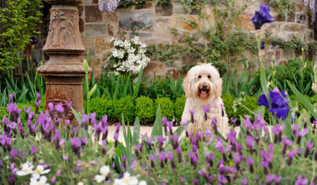 Hundgerechter Garten: So fühlt sich Ihr Fiffi draußen pudelwohl