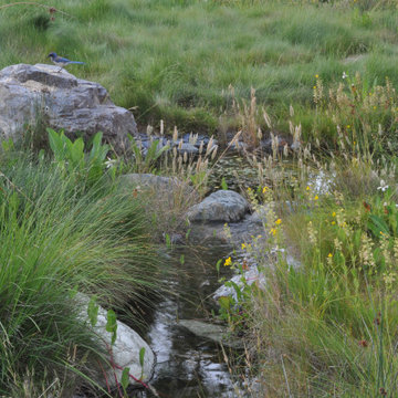 Meadow Stream