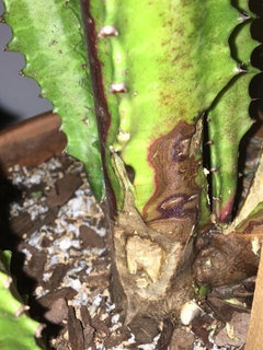 Black Spots on Euphorbia Trigona | Houzz Forum