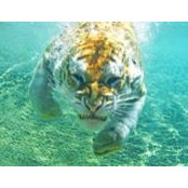 Lalit Thawrani's photo