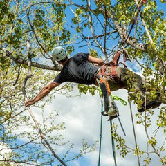 Bay City Tree Services