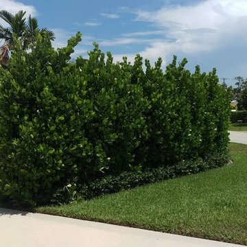 Individual Plant Photos # 1:Customer Aid  (Not complete- hundreds will be here)