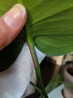 how many monstera in one pot Monstera Bundle exclusive at American Plant Supply main image 0