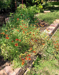 Do blanket flowers best sale come back every year