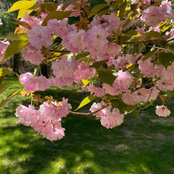 Lisa allen's photo