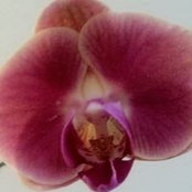 Cecile Pierce's photo