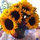 webuser_386936