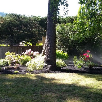 Deer Resistant and Low Maintenance Shade Garden