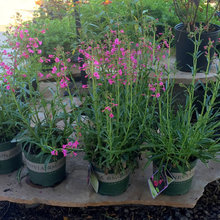 Gardening