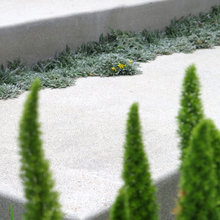 ground cover
