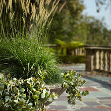 potted plants