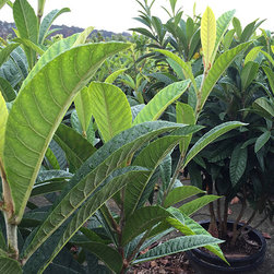 Current Featured Plants - Products