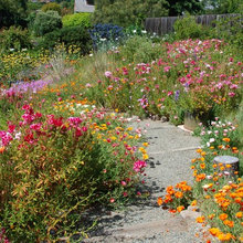 Landscape Ideas
