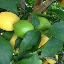 Tips to Prepare For a Vegetable Garden at Home