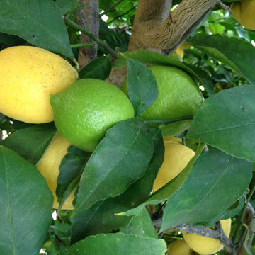 Rancho Santa Fe Edible Garden