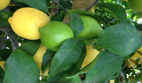 Tips to Prepare For a Vegetable Garden at Home