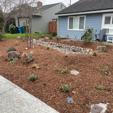 California Native Plants- Front and Back Yard Design