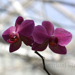 Orchids - Home Decor