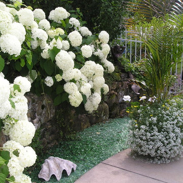 Plant Combinations