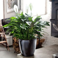Plantas