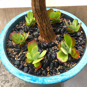 Crest Custom Planters